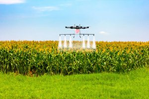 nawożenie kukurydzy dron